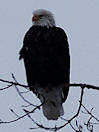 Bald Eagle in a tree outside of Cabin