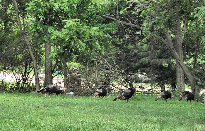 Wild Turkeys outside the Cabin